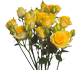 گل رز مینیاتوری موریتو